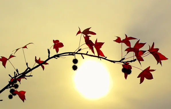 Картинка листья, солнце, Ветка