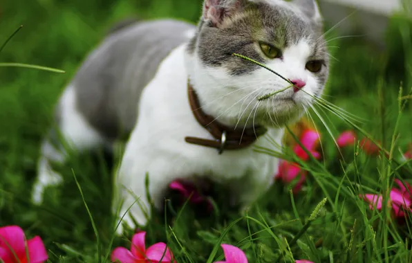 Зелень, кошка, лето, трава, кот, цветы, котенок, серый
