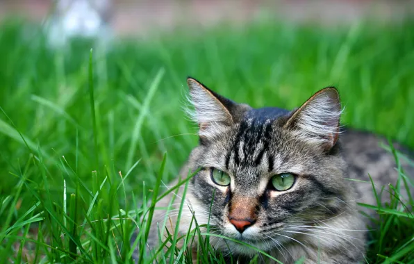 Кошка, трава, кот, макро, котенок, cat