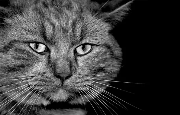 Картинка кот, серый, черно-белое, серьезный