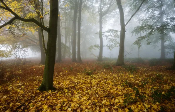 Картинка осень, лес, туман