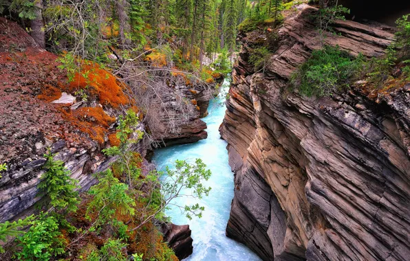 Картинка лес, река, скалы, ущелье