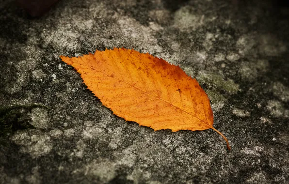 Лист, Осень