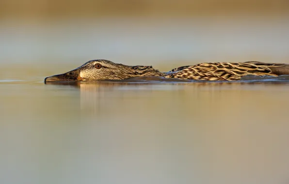 Глаз, озеро, клюв, lake, eye, beak, mallard, кряква