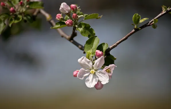 Картинка природа, весна, яблоня