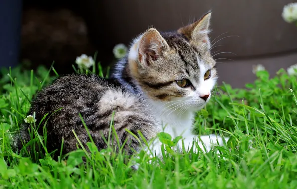 Кошка, лето, трава, взгляд, морда, котенок, лежит, клевер