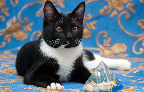 Кошка, кот, взгляд, поза, котенок, черно-белый, игрушка, лежит