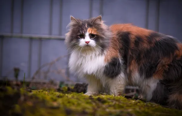 Кошка, трава, кот, взгляд, котенок, забор, весна, двор