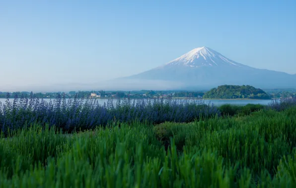 Картинка гора, вулкан, Япония, луг, Фудзи, Japan, Mount Fuji, лаванда