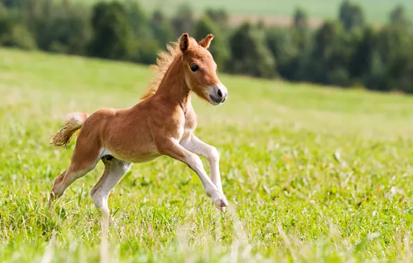 Картинка summer, grass, field, nature, mini, animal, horse, colt