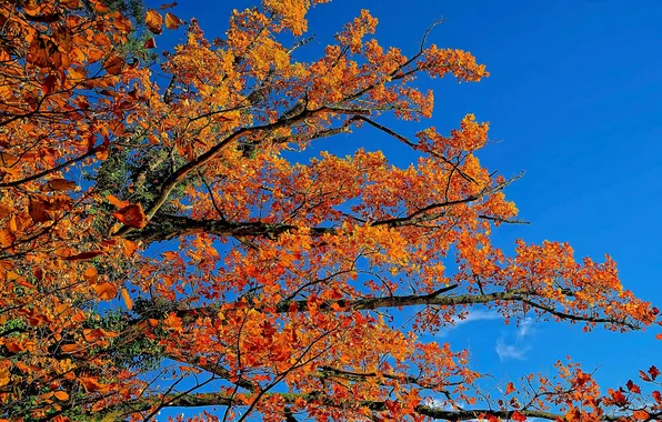 Осень, небо, листья, ветки