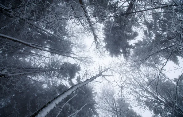 Зима, снег, деревья