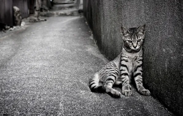 Кошка, кот, стена, чёрно-белое