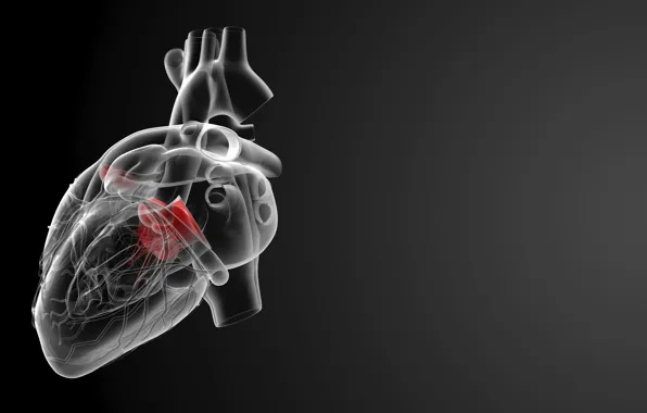 Картинка heart, medicine, human organ