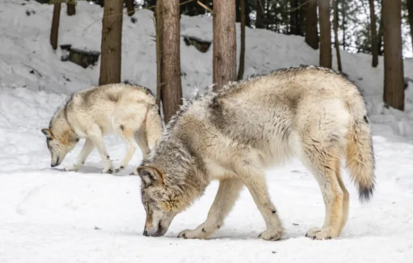 Картинка nature, predator, animal, wolf, wildlife, portrait, portrait., Canis lupus. face