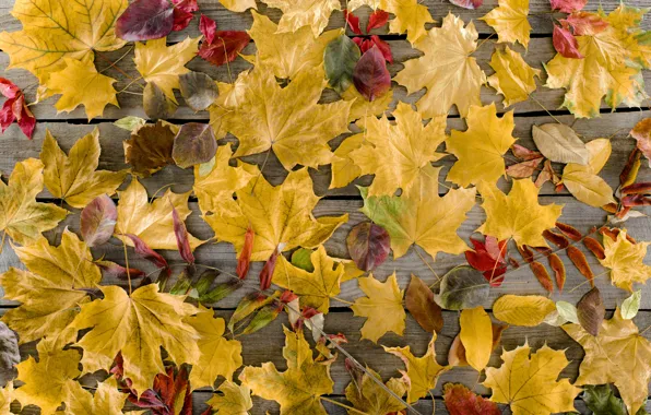 Осень, листья, фон, дерево, доски, colorful, клен, wood