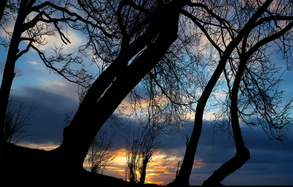 Sunset, clouds, sun, silhouette of tree