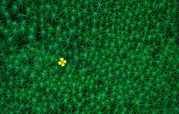Картинка зелень, цветок, flower, greenery, Christian Lindsten