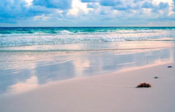 Песок, пляж, водоросли, пространство, океан