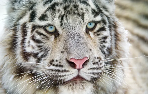 Кошка, хищник, белый тигр, бенгальский