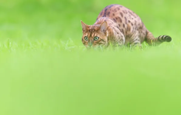 Кошка, трава, кот, взгляд, поза, поляна, охота, мордашка