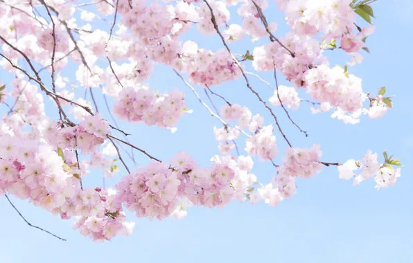 Картинка ветки, вишня, дерево, весна, сакура, pink, tree, cherry