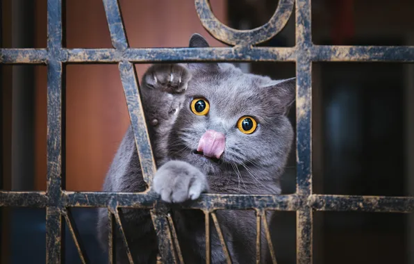 Кошка, кот, взгляд, поза, мордашка