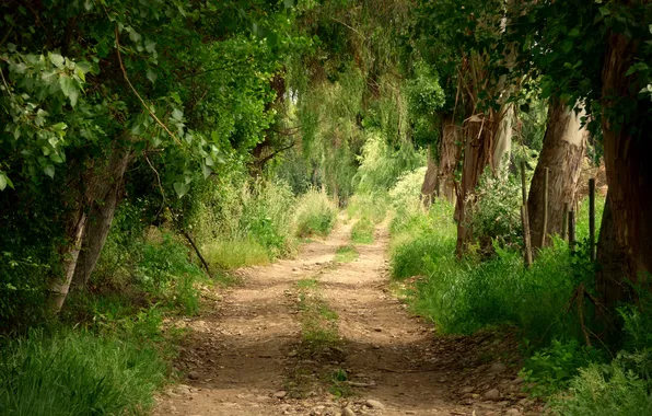 Лес, деревья, пейзаж, природа, растения, forest, trees, landscape