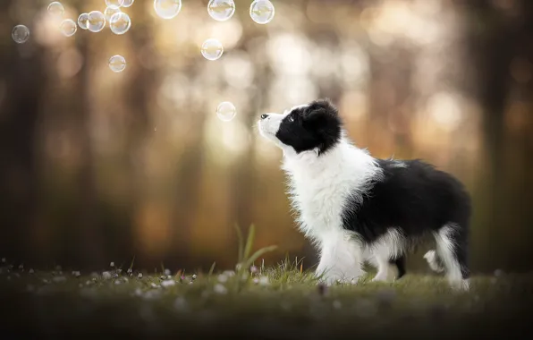 Собака, мыльные пузыри, щенок, боке