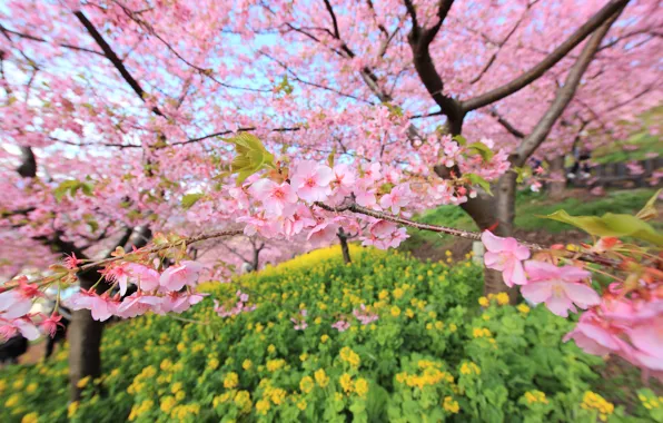 Картинка ветки, дерево, Япония, размытость, сад, сакура, цветение