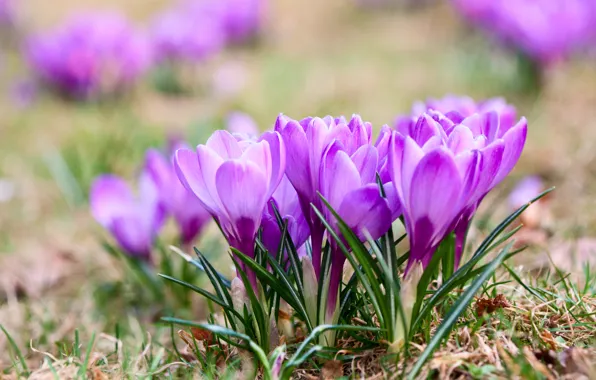 Цветы, весна, крокусы, Violet, Crocuses