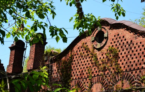 Крыша, зелень, лето, небо, деревья, дом, дымоход, лозы