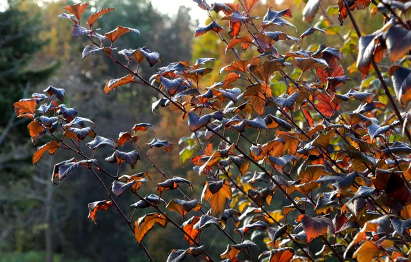 Leafs, plant, twig