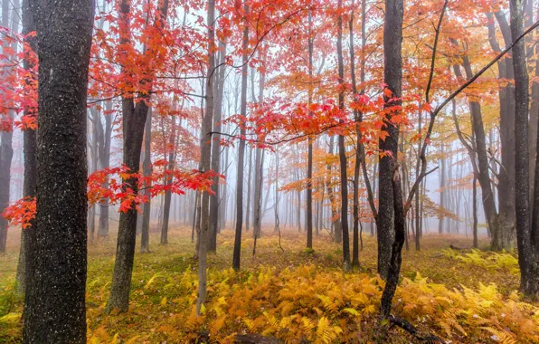 Картинка осень, лес, деревья, туман