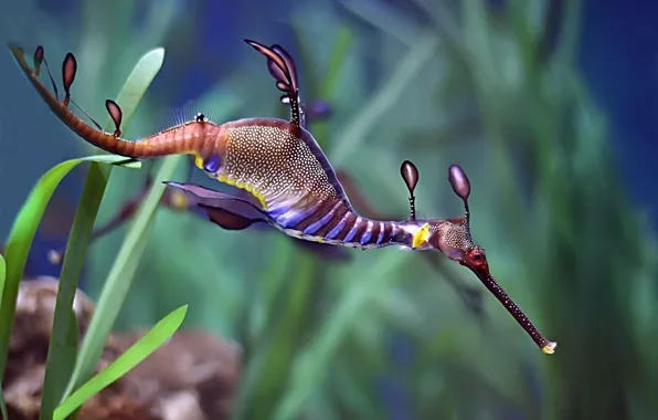 Водоросли, дно, под водой, морской дракон, phyllopteryx taeniolatus