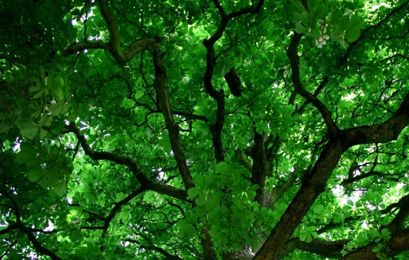 Картинка природа, ветви, листва, зелёный фон, крона дерева