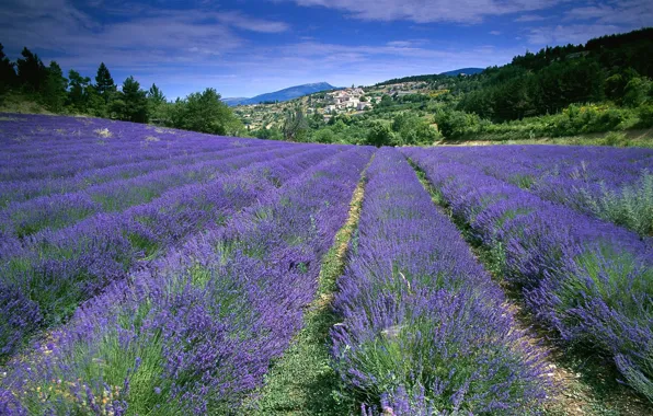 Картинка поле, цветы, Франция, лаванда, Прованс