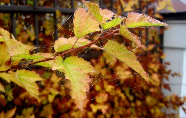 Картинка осень, листья, капли, паутина