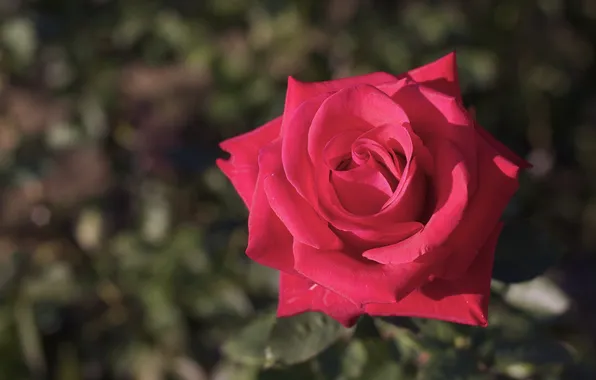 Макро, розы, бутоны