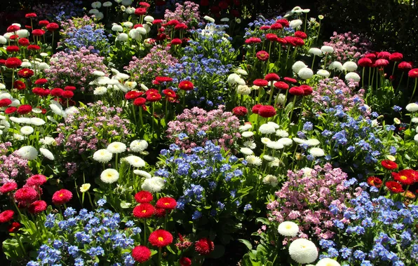 Garden, spring, blooming, color flowers