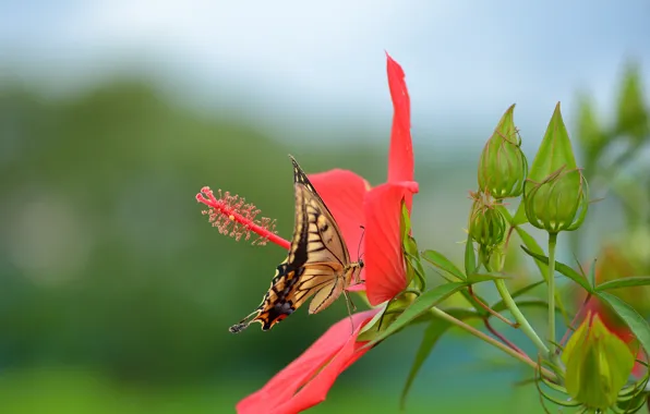 Картинка цветок, красный, бабочка, махаон, гибискус
