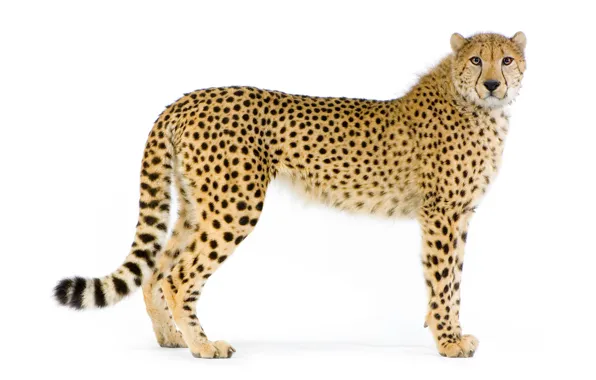 Картинка кошка, хищник, гепард, белый фон