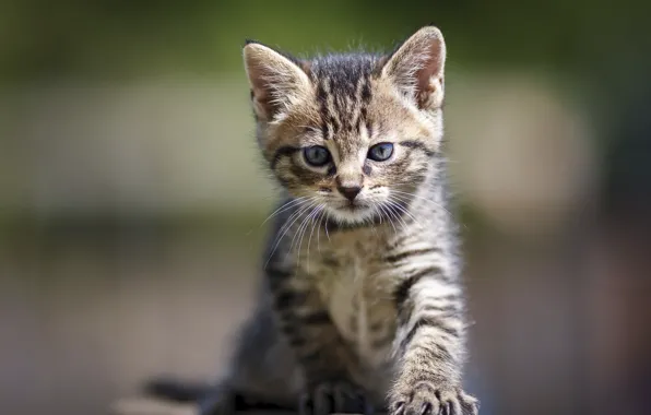 Картинка кошка, взгляд, серый, малыш, мордочка, котёнок, полосатый