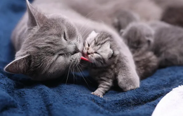 Язык, кошка, кошки, котенок, малыш, ласка, забота, мама