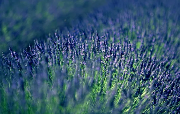 Картинка сиреневый, лаванда, lavender