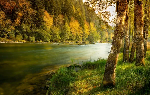 Картинка осень, лес, трава, деревья, пейзаж, природа, река, берега