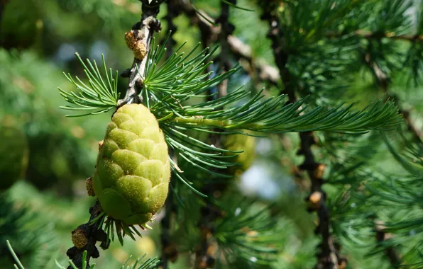 Картинка зелень, иголки, ель, шишки, смола