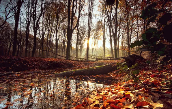 Осень, лес, листья, деревья, парк, forest, nature, park