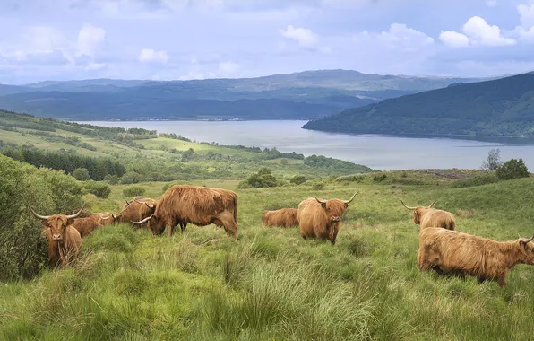 Картинка озеро, коровы, Шотландия, пастбище, высокогорье