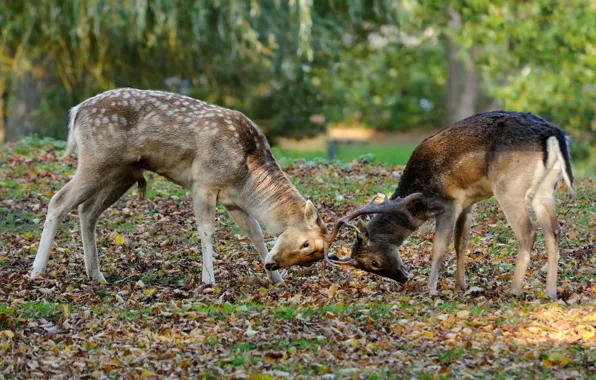 Рога, битва, Олени, Deer, оленята